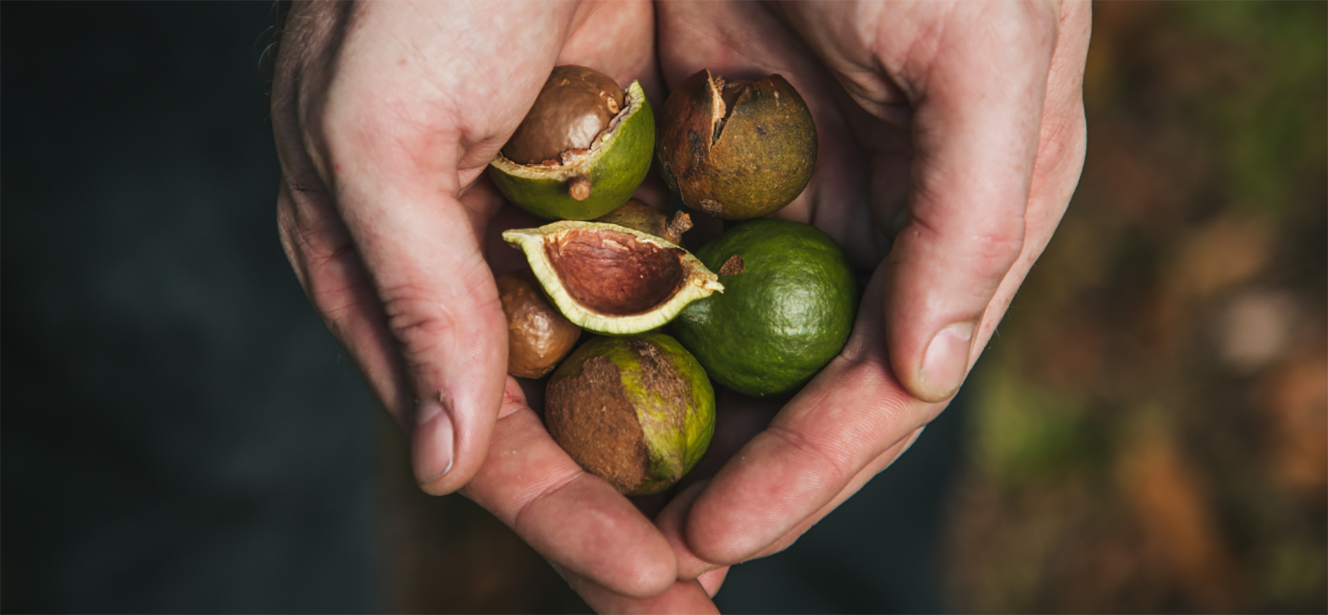 hawaiian macadamia nuts banner