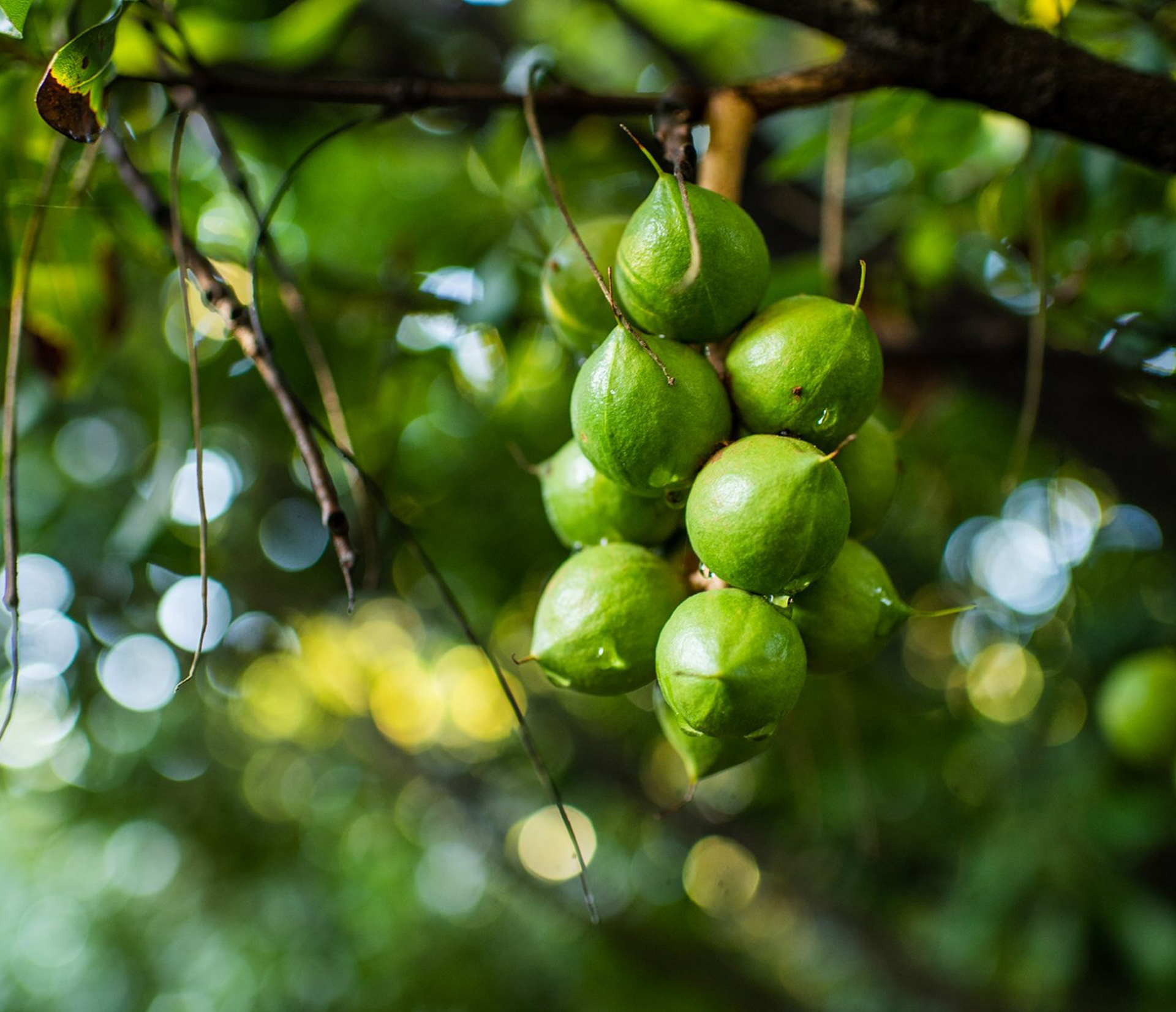 hawaiian macadamia nuts branding
